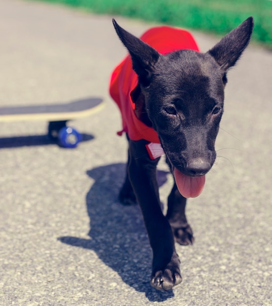 Foto gratuita perro skateboard calle traje de mamífero canino