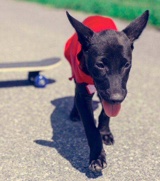 Perro Skateboard Calle Traje De Mamífero Canino