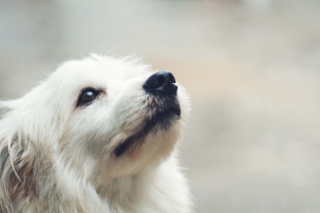 Perro solitario solo