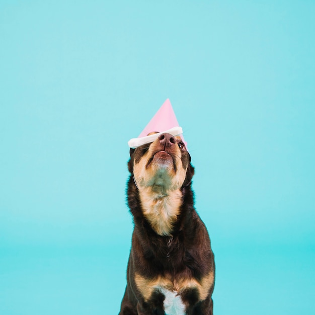 Perro con sombrero de fiesta rosa