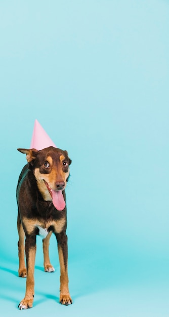 Perro con sombrero de fiesta