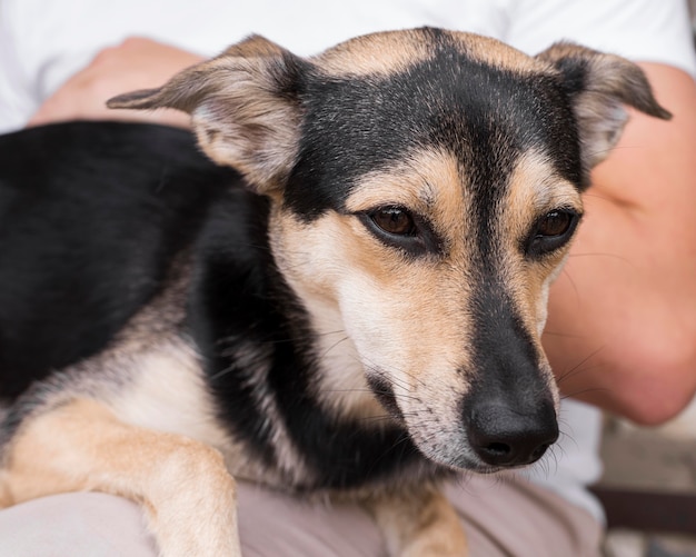 Perro soñoliento sentado en el regazo del hombre