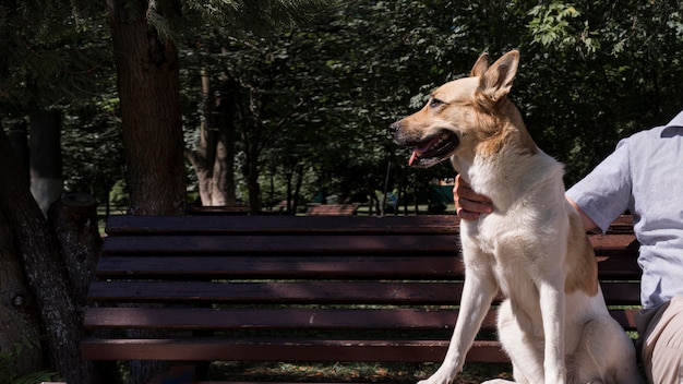 Perro sonriente en un banco al aire libre