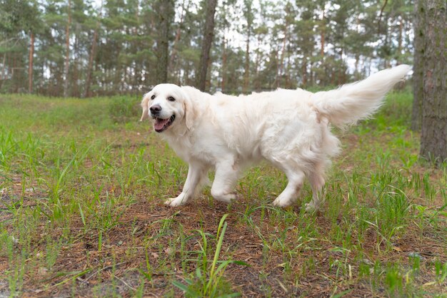 Perro sonriente caminando al aire libre