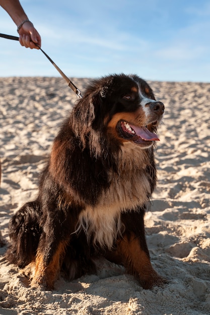 Perro sonriente con correa en la playa