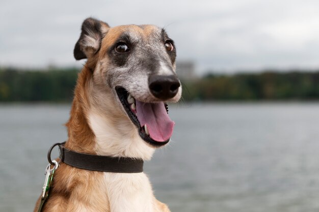 Perro sonriente de frente al aire libre