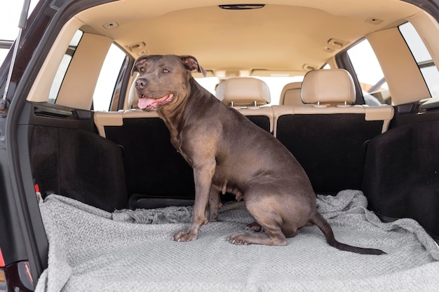 Foto gratuita perro sonriente en el maletero de un coche