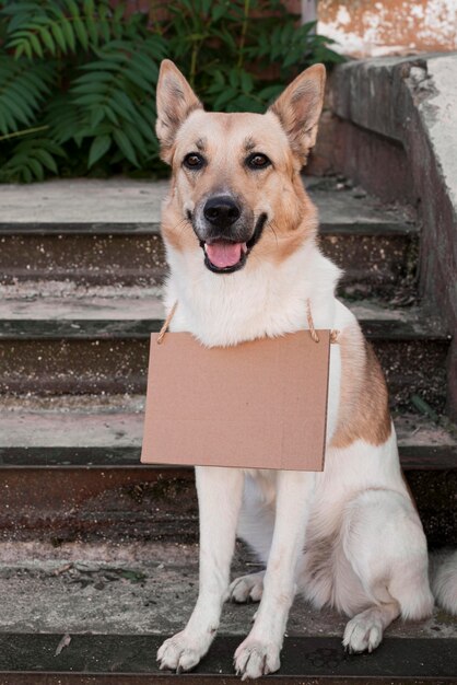 Perro sonriente de pie en las escaleras con banner