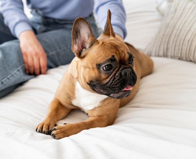 Perro sonriente de primer plano en la cama