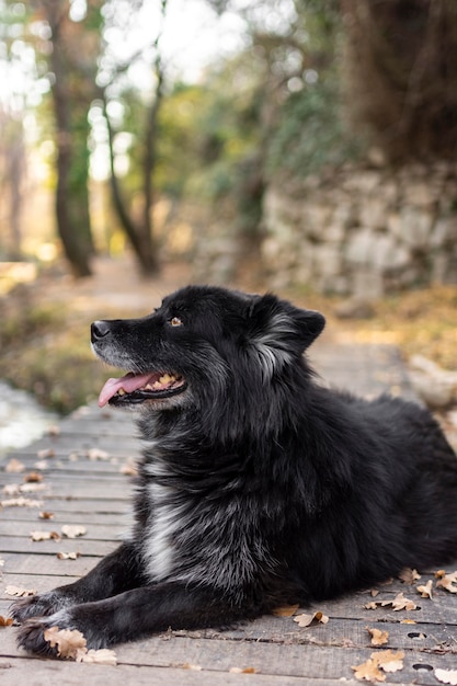 Perro sonriente sentado al aire libre