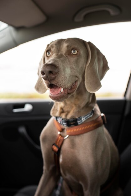 Perro sonriente sentado en el coche