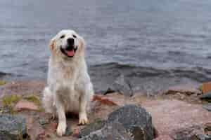 Foto gratuita perro sonriente sentado junto al agua