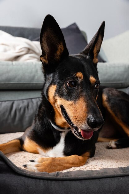 Perro sonriente sentado en su cama