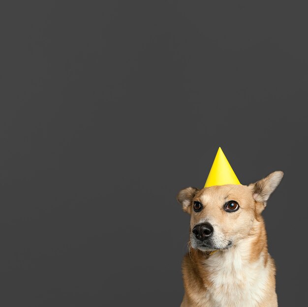 Perro sonriente con sombrero de papel