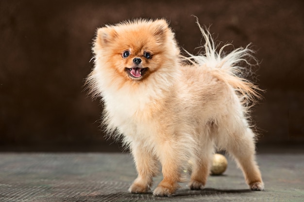 Perro Spitz posando