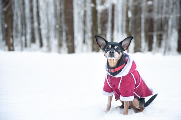 Perro con un suéter y un abrigo de piel de oveja, en un bosque de invierno, mira a la cámara. espacio para texto