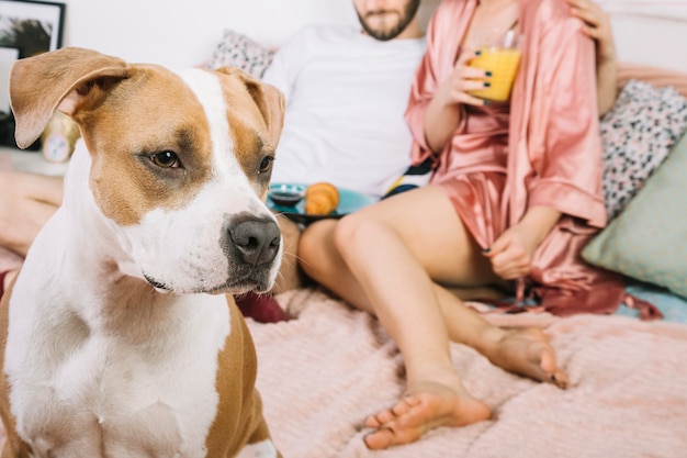 Perro con sus dueños durante la mañána