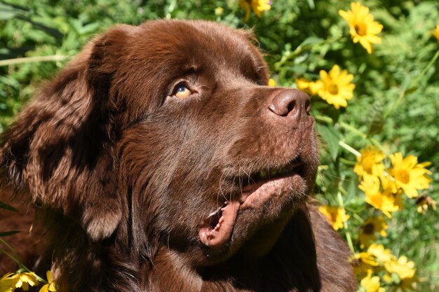 Perro Terranova marrón chocolate dulce rodeado de flores amarillas en un jardín.