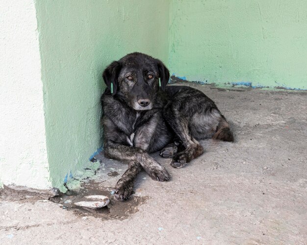 Perro triste esperando en el refugio para ser adoptado por alguien