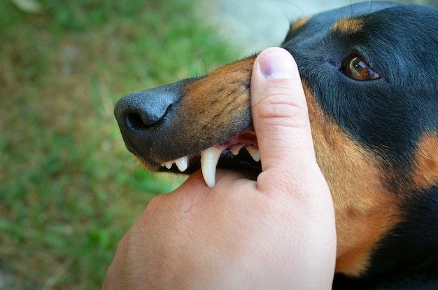 Perro vicioso mostrando los dientes y mordiendo la mano