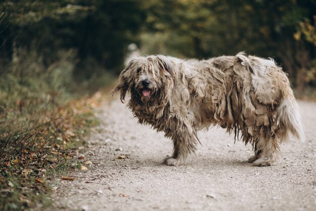 Perro viejo sin hogar caminando en el parque