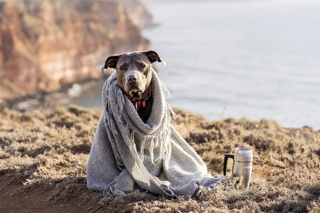 Foto gratuita perro de vista frontal está cubierto con una manta
