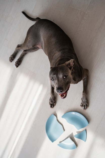 Perro de vista superior tirado en el piso con plato roto