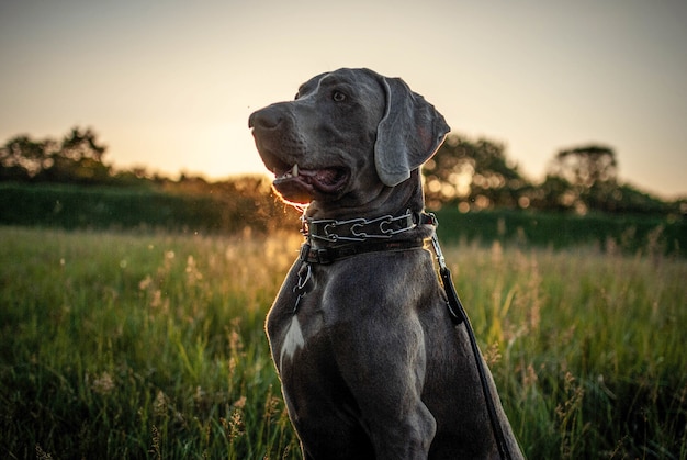 Perro Weimaraner negro en un jardín rodeado de vegetación