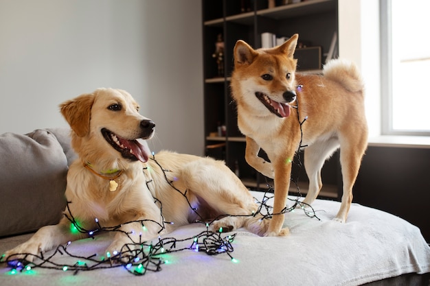 Foto gratuita perros adorables con luces en el interior