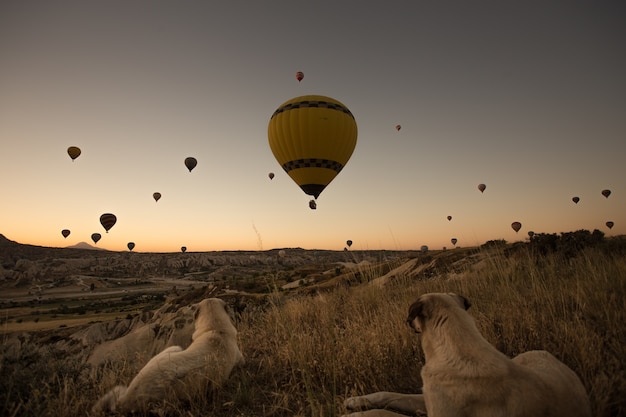 Perros disfrutando de la hermosa vista de globos calientes en el cielo durante la puesta de sol en Capadocia, Turquía