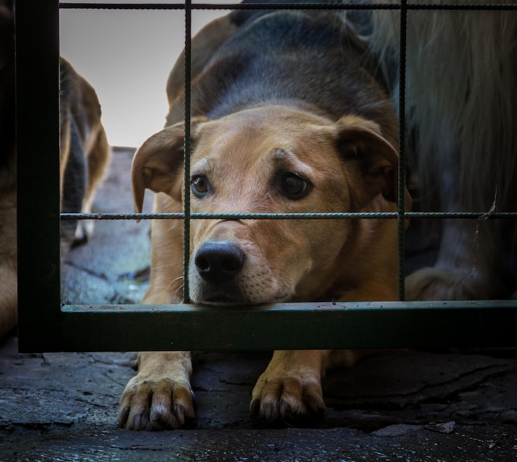 Foto gratuito perros encerrados victimas de maltrato y maltrato animal
