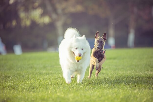 Perros felices felices jugando en la hierba