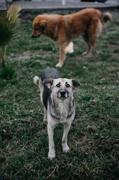 Perros sin hogar caminando en el parque.