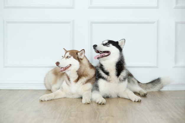 Perros husky en el suelo