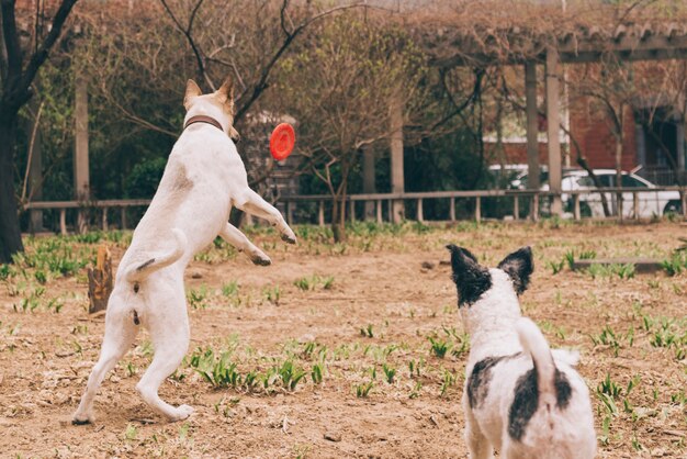 Perros jugando con el frisbee