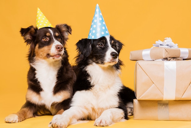 Foto gratuita perros lindos con sombreros