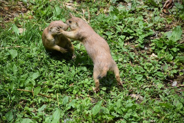 Perros de la pradera peleando y jugando juntos en la maleza