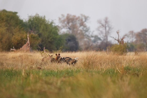 Perros salvajes cazando impalas desesperados