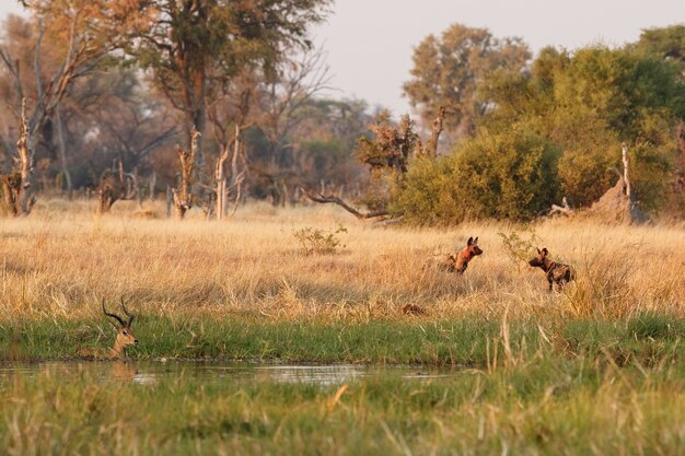 Perros salvajes cazando impalas desesperados