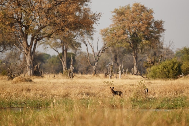 Perros salvajes cazando impalas desesperados