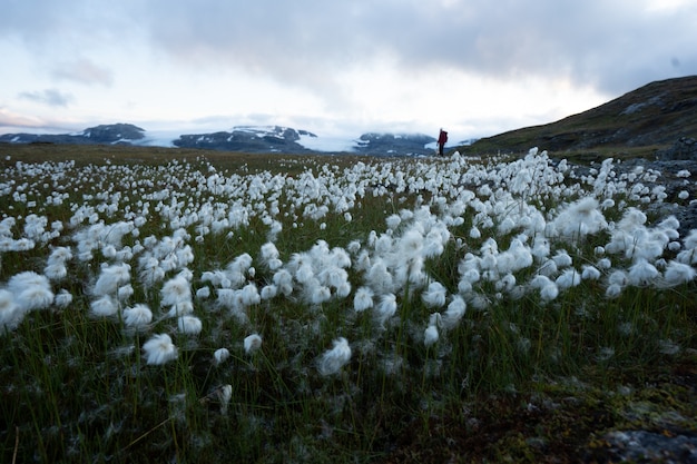Persona en un campo de hermosas flores blancas rodeado por altas montañas rocosas en Finse, Noruega