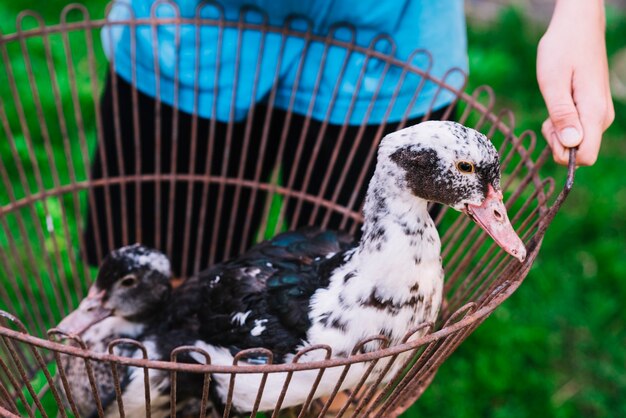 Una persona con patos en la jaula metálica.