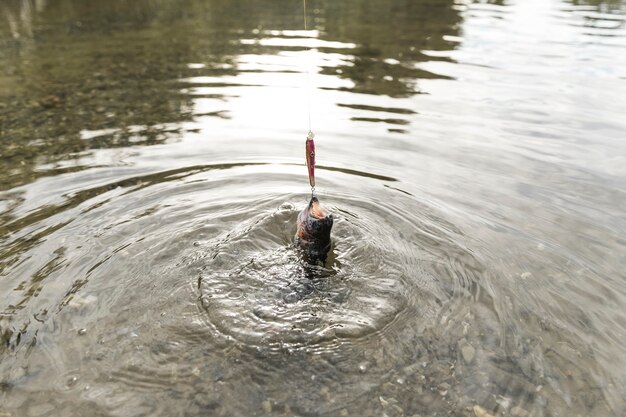 Persona pescando un pez con una caña de pescar