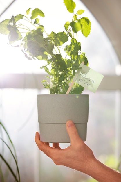 Persona con planta cultivada de interior