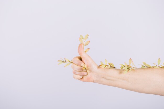 Una persona que muestra el pulgar hacia arriba signo con ramitas aisladas sobre fondo blanco