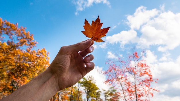 Una persona que sostiene una hoja de naranja bajo un cielo azul con nubes