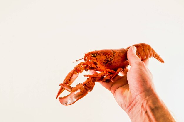 Persona sosteniendo un cangrejo de río en su mano