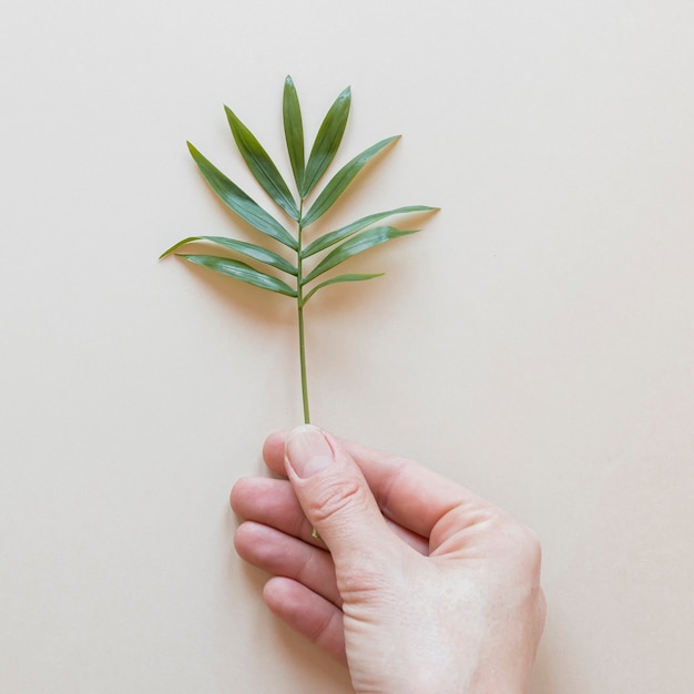 Persona sosteniendo una pequeña planta sobre un fondo beige