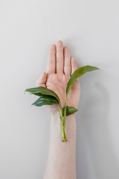 Persona sosteniendo una planta sobre fondo blanco.