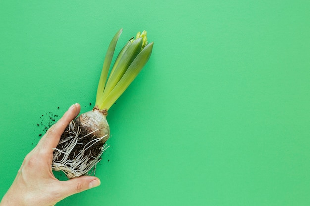 Persona sosteniendo una planta sobre fondo verde